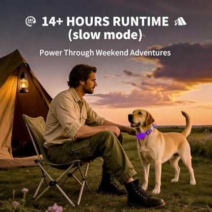 LED Dog Collar with Metal Buckle - USB Rechargeable Glow Collar for Dogs, Waterproof Light Up Dog Collar w/Reflective Strips - Adjustable Night Safety Collars by PetIsay(Purple, Small) - color: Purple(Fiber optic version), size: Small (11" - 15½ ")
