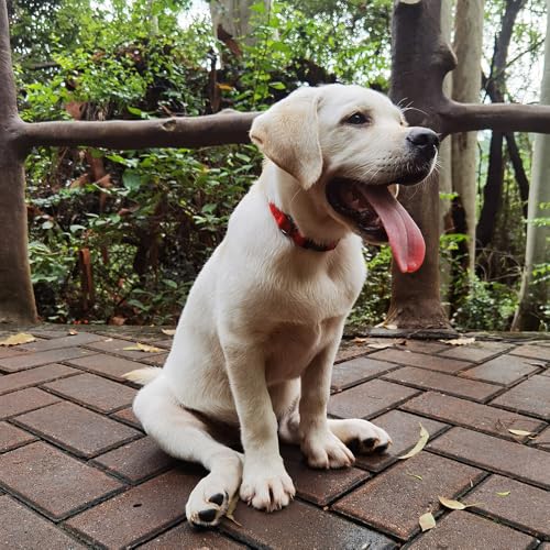 Premium Classic Nylon Webbing Adjustable Dog Collars,Soft and Smooth Regular 5/8 Inch Wide Dog Collars with Quick Release Clasp for Small Dogs Walking,Training. (Small, Chili Pepper) - color: Chili Pepper, size: Small 11-14 Inches