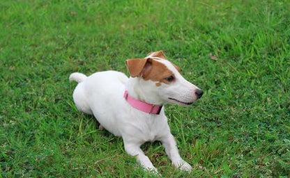 Mikivery Nylon Dog Collar with Quick Release Buckle Soft Adjustable Sturdy for Small Medium Large Dogs Pink,M - color: BabyPink, size: M：13"-20"