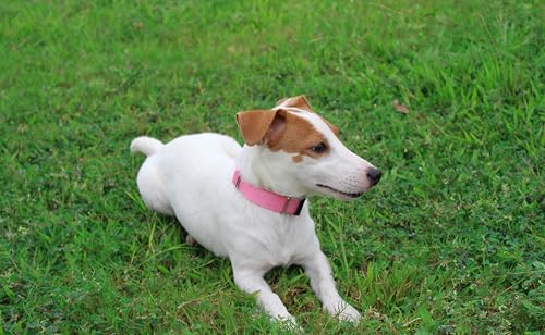 Mikivery Nylon Dog Collar with Quick Release Buckle Soft Adjustable Sturdy for Small Medium Large Dogs Pink,L - color: BabyPink, size: L：17.5"-25.5"