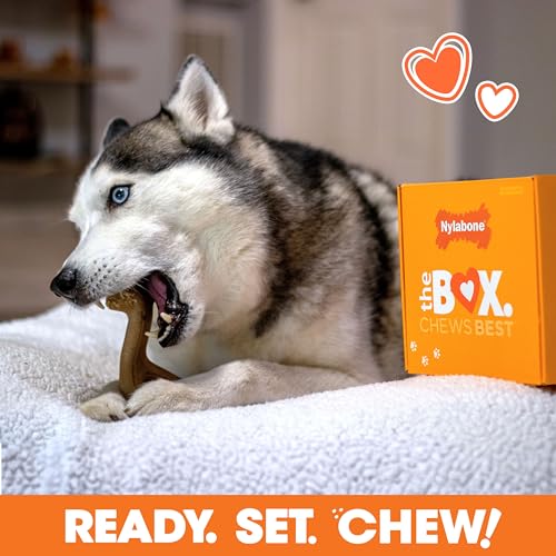 Nylabone Dog Gift Box, Includes 3 Strong Chew Toys and 1 Natural Treat, Gifts for Dogs, Large - Up to 50 lbs, 4 Pack - size: Large (4 Count)