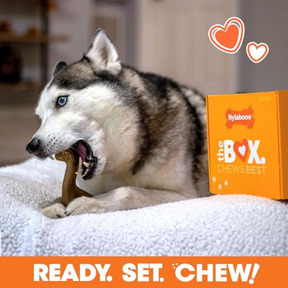 Nylabone Dog Gift Box, Includes 3 Strong Chew Toys and 1 Natural Treat, Gifts for Dogs, Large - Up to 50 lbs, 4 Pack - size: Large (4 Count)