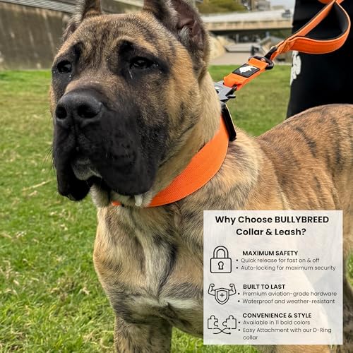 BULLYBREED | Heavy Duty Dog Leash, Tactical Dog Leash, Quick Release Frog Clip with Anti-Tangling Swivel System for Large Dogs that Pull with Soft Double Handles (5 FT Long, Orange) - color: Orange Double Handle