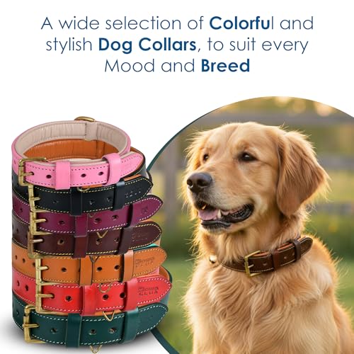 Genuine Leather Dog Collar – 1" Wide Full Grain, Padded, Heavy Duty with Brass Buckle for Small, Medium, Large, XL Dogs (Medium (Fit Neck Size 14.5"-18.5"), Teal Green) - color: Teal Green, size: M (Fit Neck Size 14.5"-18.5")