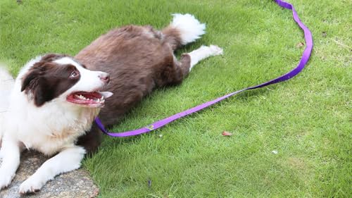AMAGOOD Dog/Puppy Obedience Recall Training Agility Lead-15 ft 20 ft 30 ft 50 ft Long Leash-for Dog Training,Tie Out,Play,Safety,Camping (30Feet x 1Inch, Purple) - color: Purple, size: 1" x 30ft