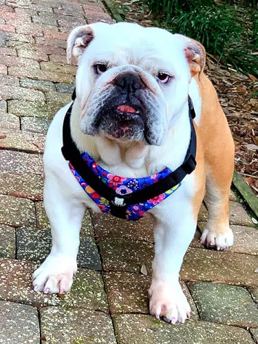 No-Pull Harness for English & French Bulldogs - Adjustable Wide-Chest Fit, Reflective Vest with Control Handle (Frisky Flowers, Medium) - color: Frisky Flowers, size: Medium