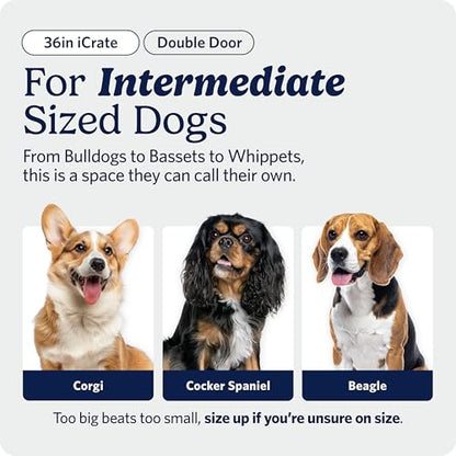 MidWest Homes for Pets 36-Inch iCrate for Medium-Large Breeds, 41-70 lbs, Single Door Folding Dog Crate with Divider Panel, Leak-Proof Tray & Secure Latches, Portable, Durable & Easy to Assemble - size: 36.0"L x 23.0"W x 25.0"H