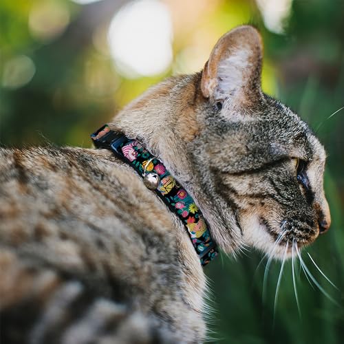 Buckle-Down Breakaway Cat Collar - Alice/Cheshire Cat/Flowers Poses Black/Multi Color - 1/2" Wide - Fits 8-12" Neck - Medium - size: NARROW MEDIUM - Fits 8-12 Inch (0.5 Inch WIDE)