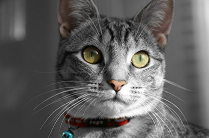 Rogz Reflective Nylon Cat Collar with Breakaway Clip and Removable Bell, fully adjustable to fit most breeds, Red - color: Red