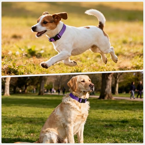 Reflective Dog Collar with Quick Release Buckle - Metal Ring - Adjustable Soft Neoprene Padded Basic Dog Collar for Small Medium Large Dogs (Purple, Small :Width 1",Neck 11.8-15.7") - color: Purple, size: Small