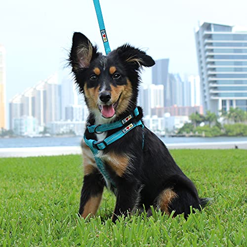 Pawtitas Recycled Dog Collar with Reflective Stitched Puppy Collar Made from Plastic Bottles Collected from Oceans Extra Small Black Sea - color: Recycled Black, size: X-Small (Pack of 1)