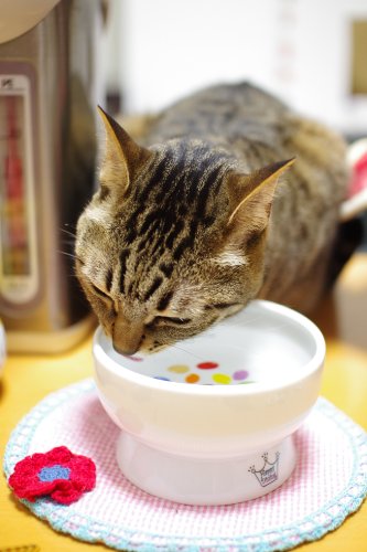 Necoichi Elevated Cat Water Bowl – Ceramic Raised Cat Bowl, Prevents Neck & Whisker Fatigue – Dishwasher & Microwave Safe – Pet Water Bowl for Cats (Jelly Bean, Regular) - style: Jelly Bean