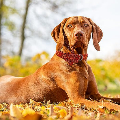 Dog Collar, Fall Dog Collar with Flower Plaid Pet Collar Puppy Collars Cute Adjustable Puppy Collars for X-Small Puppy - color: Fall, size: X-Small (Pack of 1)