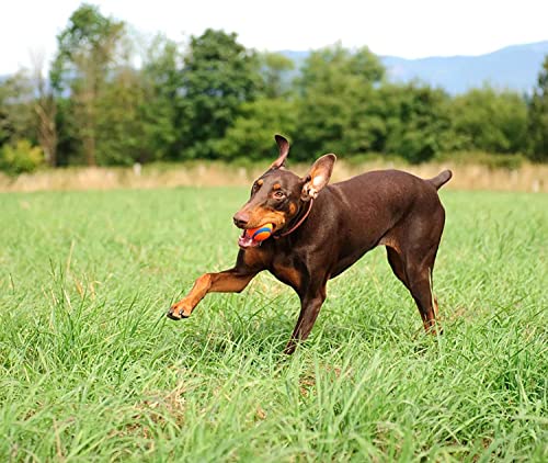 Chuckit! Ultra Ball Dog Toy (Small) and ChuckIt! Sport 14S Dog Ball Launcher