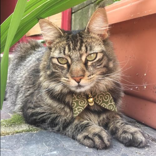 Bunny Ears Cat Collar, Japan Lucky ‘開三運’ Charm. Safety Breakaway Bowtie Kitten Collar with Bell, Green - color: Green