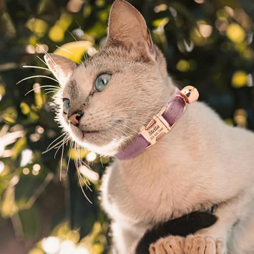 Personalized Non-Breakaway Cat Collar with Name, Luxury Soft Velvet Custom Engraved Name Collar with Bell for Kittens & Cats (Beige, S (6.5-10.5 inches)) - color: Beige, size: S (6.5-10.5 inches)