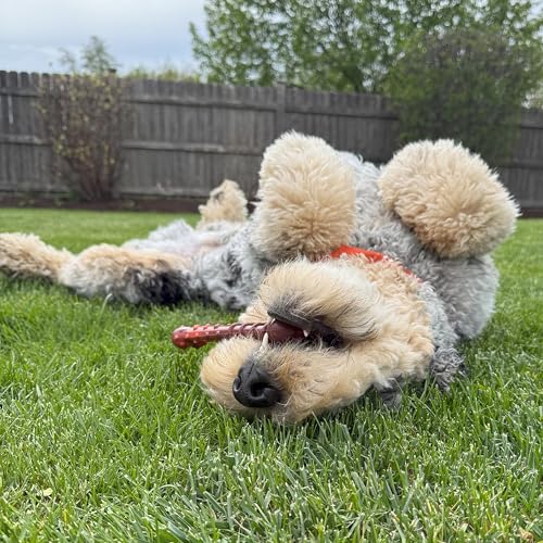 Nylabone Textured Bone Power Chew Toy for Dogs, Durable & Tough Dog Toys for Aggressive Chewers, Beef Jerky Flavor, Medium Dogs - Up to 35 lbs, 1 Count - size: Medium