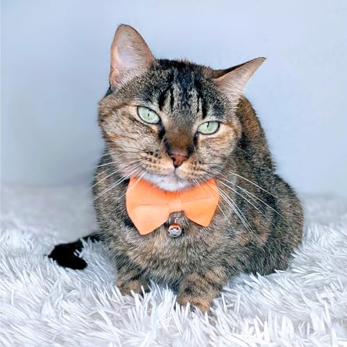 Velvet Bowtie Cat Collar with Bell – Adjustable Breakaway Orange Cat Collar for Adult Cats (7–11 in) - color: Orange