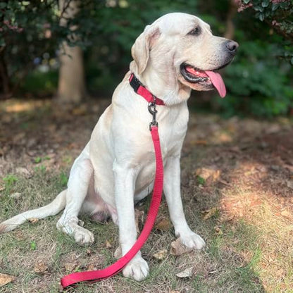 Premium Traditional Nylon Webbing Adjustable Dog Collars,Durable and Smooth Regular 1 Inch Wide Dog Collars with Quick Release Snap for Large Breed Dogs Daily Helper. (Large, Chili Pepper) - color: Chili Pepper, size: Large 16-24 Inches