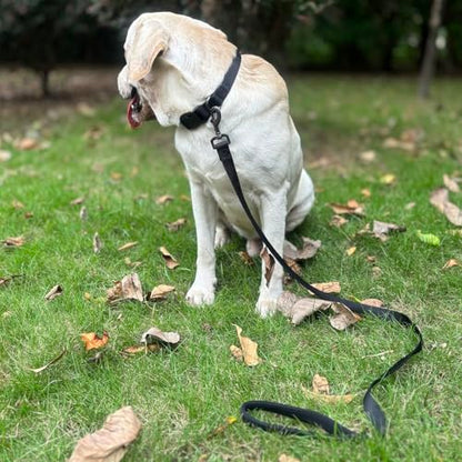 Premium Classic Sturdy Nylon Webbing Adjustable Dog Collars,Soft and Smooth Regular 5/8 Inch Wide Dog Collars with Quick Release Clasp for Pup Dogs Walking,Training.(Small, Black) - color: Black, size: Small 11-14 Inches