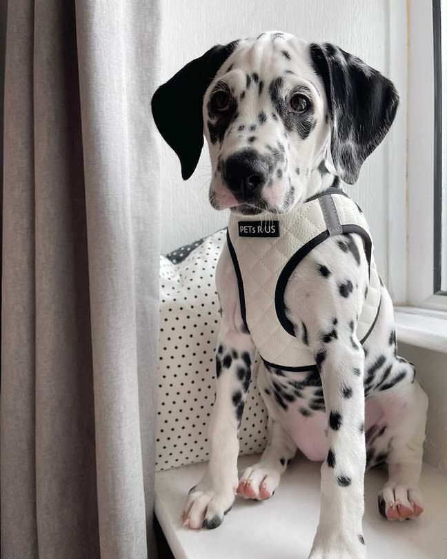 Step in Dog Cat Harness Lightweight Breathable Mesh Soft Padded Pet Vest Reflective Quilted Vegan Leather Choke Free Escape Proof for Small Medium Dogs (White, Medium) - color: White, size: Medium: Neck=10-12.5''/Chest=16-18''