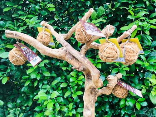 Nutties for Dogs - Natural Coconut Fiber Ball Toy and Magic Toothbrush - 2 Sizes (Large) - size: Large
