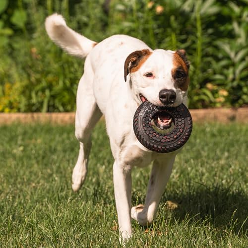 Chew King by Mammoth Supreme Rubber Ring Dog Toy, Durable Heavy-Duty Chew Toy for Aggressive Chewers, Thick Treaded Ring for Power Chewing & Interactive Play, Medium 6.2" - color: G) Ring