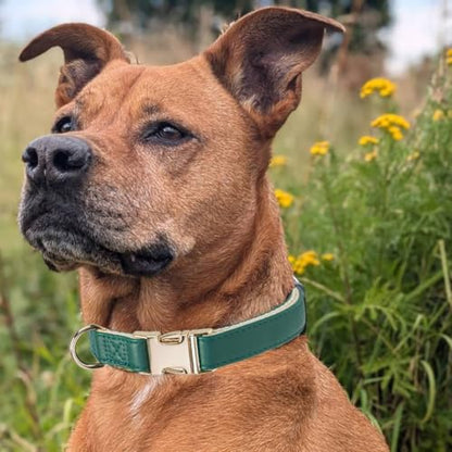 Soft Classic Leather Dog Collar Heavy Duty Padded Collars with Metal Buckle for Puppy Small Medium Dogs (Dark Green,M) - color: Dark Green, size: Medium