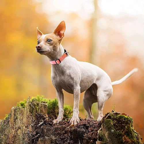 Roses&Poetry Reflective Dog Collar with Gradient Mistyrose, Adjustable Durable Pet Collars for Small Medium Large Dogs (Mistyrose-S) - color: Mistyrose, size: S