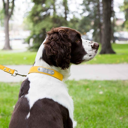dogIDs Personalized Soft Designer Leather Dog Collar - Adjustable, Odor Resistant, Built-in Custom Laser Engraved Rivet on Name Plate - Tobacco Brown - 1/2 in Wide x 7 in Neck - color: Tobacco Brown, size: 1/2 in wide x 9 in (its 6-8 inch necks)
