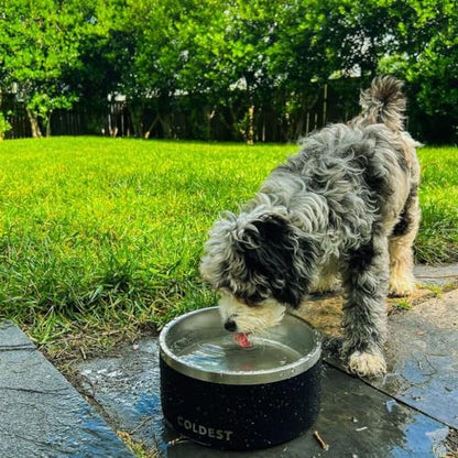 Coldest Dog Bowl - Anti Rust Metal, Non Slip, 3 Layers Insulated Stainless Steel Dog Bowls - Spill Proof & Heavy Duty - Water Bowl for Dogs, Cats & Pets, Dish Washer Safe (21 oz, Red) - color: Crimson Red, size: 21 oz