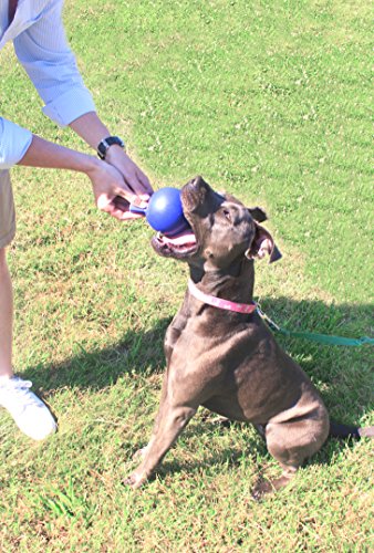 Jolly Pets Tug-n-Toss Heavy Duty Dog Toy Ball with Handle, 3 Inches/Mini, Purple (403 PR) - color: Purple, size: 3 in/Mini