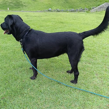 Long Dog Leash, 10/15/20/30/50FT Dog Training Leash with Soft Handle, Reflective Heavy Duty Rope Dog Lead for Medium Large Dogs Outside Play, Camping (3/8" x 10ft, Blue) - color: Blue, size: 10ft x 3/8inch