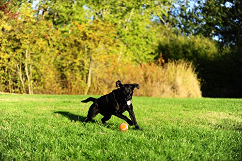 Chuckit! Dog Tennis Ball Dog Toy, Medium (2.5 Inch Diameter) for dogs 20-60 lbs, Pack of 2 - size: Medium - Pack of 2