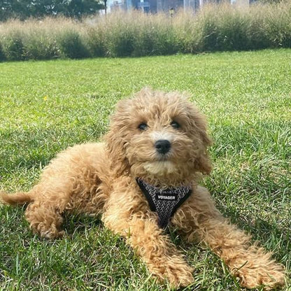 Best Pet Supplies Voyager Step-in Air All Weather Mesh Harness and Reflective Dog 5ft Leash Combo with Neoprene Handle, for Small, Medium and Large Breed Puppies - Set (Gray 2-Tone), X-Small