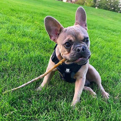 No-Pull Harness for English & French Bulldogs - Adjustable Wide-Chest Fit, Reflective Vest with Control Handle (Brave Black Camo, Small) - color: Brave Black Camo, size: Small