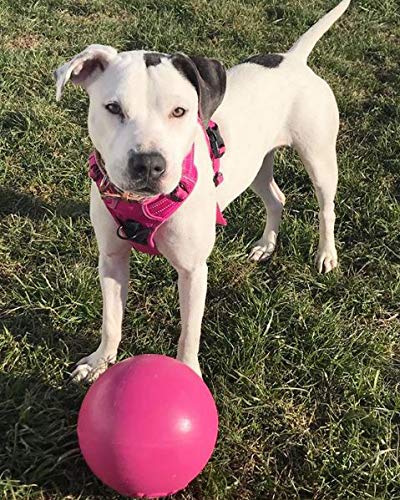 Jolly Pets Bounce-n-Play Dog Toy Ball, 8 Inches, Pink, All Breed Sizes - color: Pink, size: Large (8 in)