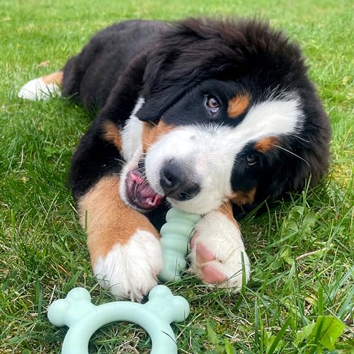 Nylabone Sensory Material Soothing Puppy Chew Toy Ring, Toys for Teething Puppies, Chicken Flavor, Small - Up to 25 lbs, 1 Count