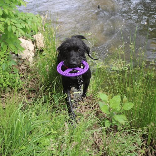 Flexible Flying Disc - Durable Floating Dog Toy for Fetch, Tug, Treat Filling, Made in USA, FDA Compliant TPE, Medium/Large Dogs, Blue - color: Blue