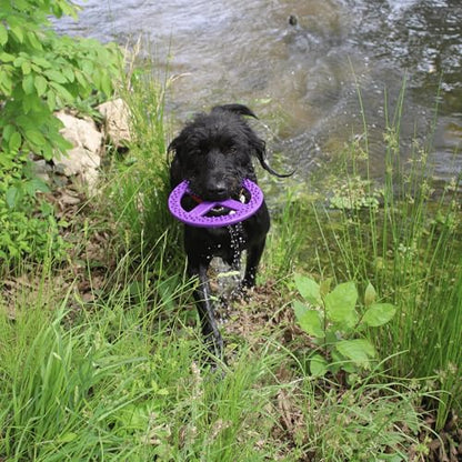 Flexible Flying Disc - Durable Floating Dog Toy for Fetch, Tug, Treat Filling, Made in USA, FDA Compliant TPE, Medium/Large Dogs, Purple - color: Purple