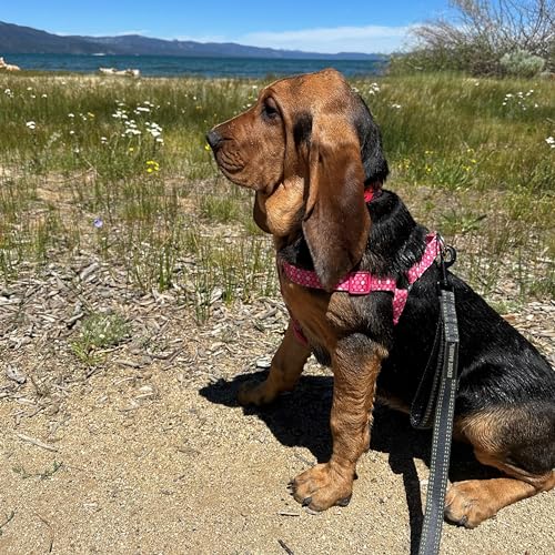 Eddie Bauer E24602 Flat Reflective Dog Leash with Padded Assist Handle 6-Feet Long, Grey