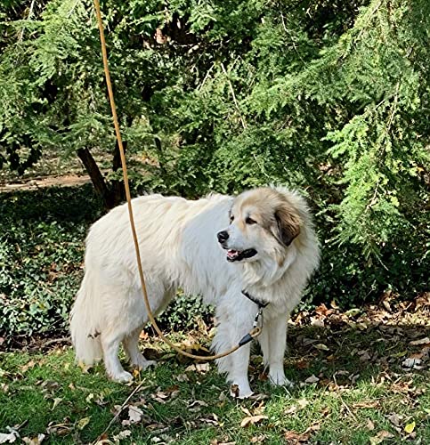 Heavy Duty Dog Leash with 1100LB Rated Locking Carabiner – 6FT Climbing-Inspired Reflective Rope Leash for Large & Medium Dogs that Pull – Padded Handle (Grey) - color: Grey