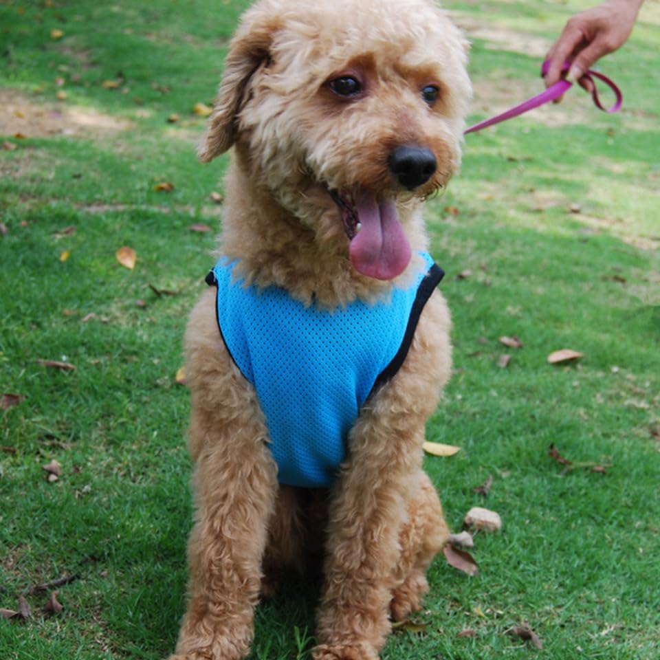 Pet Dog Vest Sleeveless Breathable Mesh Cooling Shirt Blue M for Puppies and Small Dogs Summer Pet Clothes