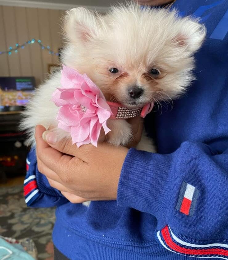 Rhinestone Bling Leather Dog Collar and Leash Set, Cute Dazzling Sparkling Soft Velvet Dog Cat Collar Crystal Diamond Puppy Collar (XS, Hot Pink) - color: Hot Pink, size: XS