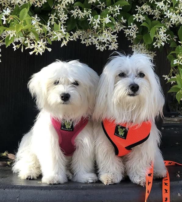 Dog Harness Soft Gentle No Pull No Choke Dog Harnesses Double Padded Halter Ultra Cushion Walking Breathable Mesh Dog Vest for Puppies XS Small Medium Large XL (Medium (Neck 12 to 14 in), Orange) - color: Orange