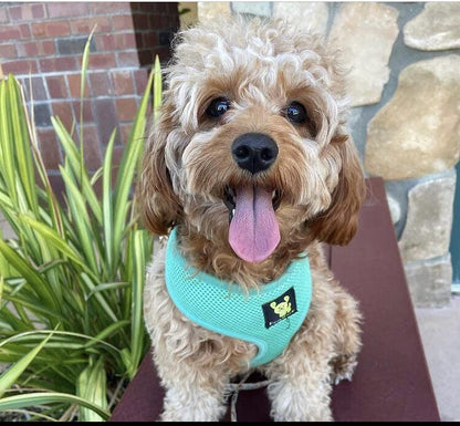 EcoBark Dog Harness - Eco-Friendly Max Comfort Harnesses - Luxurious Soft Mesh Halter - Over the Head Harness Vest- No Pull and No Choke for Puppy, Toy Breeds & Small Dogs (Medium, Mint Turquoise) - color: Mint Turquoise