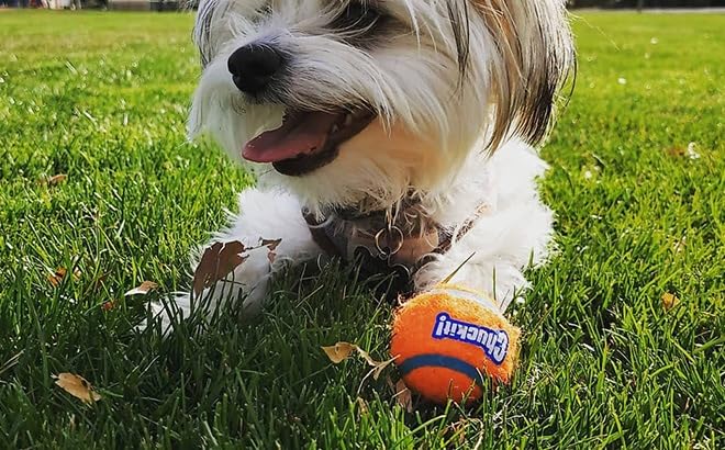 Chuckit! Dog Tennis Ball Dog Toy, Small (2 Inch Diameter) for dogs 0-20 lbs, Pack of 2 - size: Small - Pack of 2