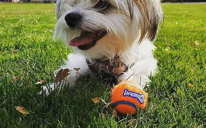 Chuckit! Dog Tennis Ball Dog Toy, Small (2 Inch Diameter) for dogs 0-20 lbs, Pack of 2 - size: Small - Pack of 2