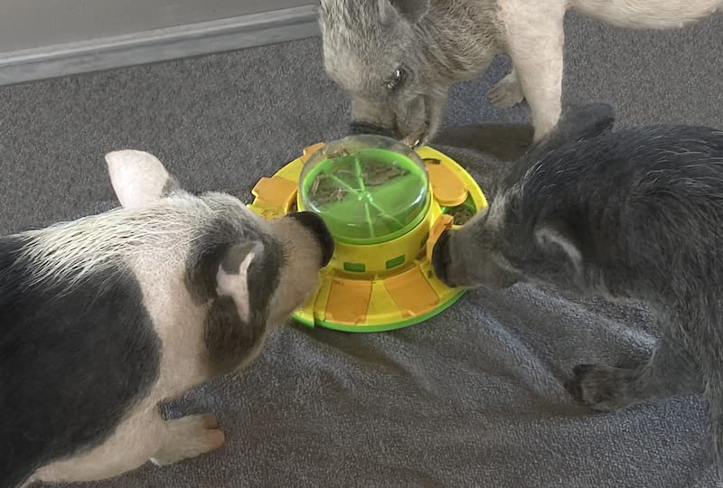 Piggy Poo and Crew Treat Popper Slow Feeder Interactive Food Dispenser Puzzle Game for Dogs Puppies Rabbits Pigs Small Animals - color: Green and Yellow