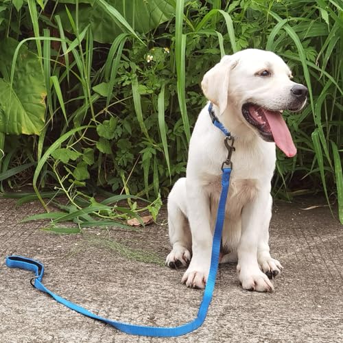 Premium Classic Nylon Adjustable Dog Collars,Soft and Smooth Regular 5/8 Inch Wide Dog Collars with Quick Release Buckle for Puppy Dogs Walking,Training.(Small, Classic Blue) - color: Classic Blue, size: Small 11-14 Inches